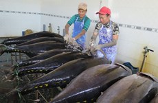 2019年越南金枪鱼出口目标为10亿美元