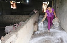 FAO建议越南宣布进入“非洲猪瘟紧急状态”这一消息是不属实