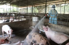 越南农业与农村发展部长：尽最大努力防止非洲猪瘟扩散到南方地区 