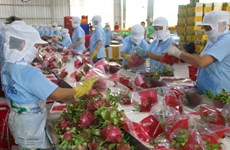 越南努力加强对中国的农产品出口