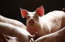 柬埔寨东北地区爆发非洲猪瘟疫情