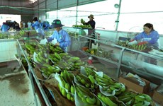 越南与荷兰将开展农产品收获后技术应用与开发领域上的合作
