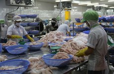 努力提高越南高质量查鱼在中国市场上的竞争力