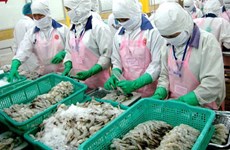  欧盟仍是越南最大的虾类进口市场