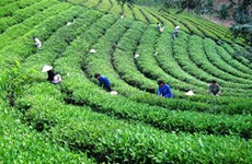 太原省将茶叶产业发展成为经济优势 