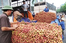 越南对中国出口1.1万多吨荔枝