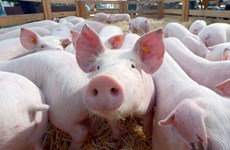 泰国采取应对措施 保护猪肉行业的发展
