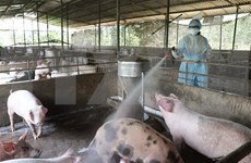 越南采取紧急措施严防非洲猪瘟疫情扩散蔓延