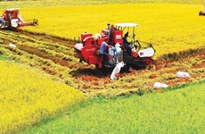 九龙江三角洲需加大农业结构重组工作