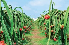 CPTPP： 越南农产品的机遇和挑战