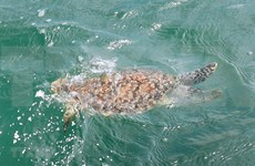 越南成功拯救被塑料垃圾缠绕住的稀有海龟
