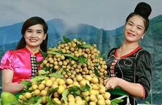 山罗省已对12个国际市场出口10.6万多吨水果