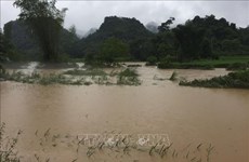 高平省出现强降雨  导致900多间房子被淹  部分水稻和农作物受损