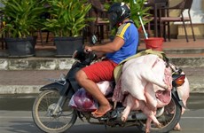 柬埔寨非洲猪瘟疫情扩大蔓延