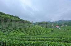 打造驰名品牌  恢复发展传统的球江茶区