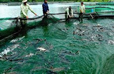 林同省注重发展冷水鱼产业 力争实现2022年冷水鱼产量达2万吨