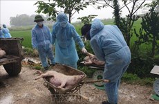 河内市非洲猪瘟疫情新增速度放缓
