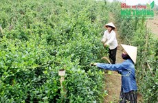 药材种植模式帮助广平省山区农民脱贫致富 