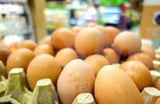 印尼鸡肉价格崩盘 政府却将目标对准鸡蛋