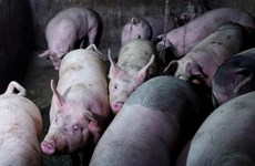 严防非洲猪瘟疫情  泰国扑杀200多头猪