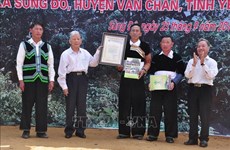 江鹏山雪茶树被列入越南遗产树名录