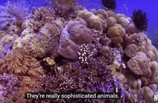 《追溯珊瑚》纪录片：鼓励年轻人致力于保护海洋环境