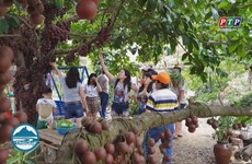  富安省把榔色果园打造成为可持续发展旅游产品