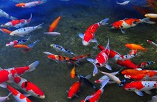今年前11月胡志明市观赏鱼出口创汇达2100万美元