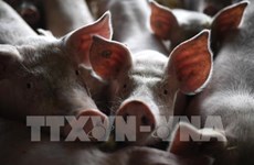 印尼官员证实爆发非洲猪瘟 