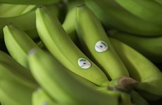 黄英嘉莱集团柬埔寨工厂向中国出口首批香蕉