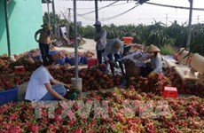  新型冠状病毒感染肺炎疫情：越南农产品销售方案