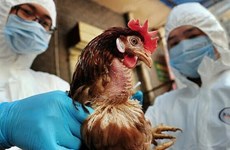 越南政府总理发布关于预防畜禽疫病的通知