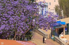 大叻市街头蓝花楹盛开  景色迷人成为一道美丽风景