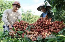 海阳省扩大达到国际标准的荔枝生产面积 