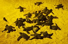 泰国发现11个稀有棱皮龟巢