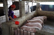 越南全国16个省市非洲猪瘟疫情仍在持续