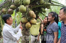 越南茶荣省有机椰子达到国际标准
