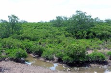 太平省泰瑞湿地自然保护区正式成立