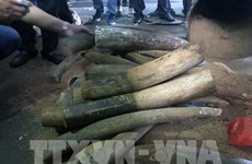越南警方破获一起非法贩卖200公斤象牙案 3名犯罪嫌疑人获刑