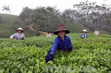 富寿省努力为茶叶产品申请品牌认证
