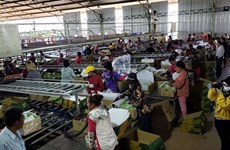 越南对柬扩大农业投资规模  为旅柬越裔创造稳定就业