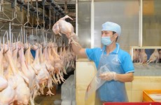 越南鸡肉即将出口到新加坡和中国香港