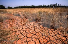 九龙江三角洲地区主动应对干旱盐碱现象 