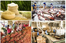 越南农业部门努力克服疫情影响 喜获大丰收