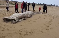 广平省海岸发现一条重约1吨的鲸鱼尸体