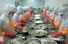 越南虾类企业投资长期发展