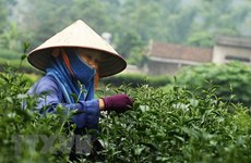 前2个月越南茶叶出口额猛增