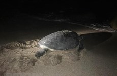 河静省：警民合力 将一只重约80公斤的珍稀海龟放回大海