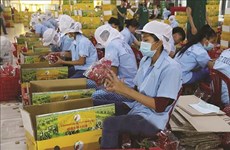 努力确保越南农产品顺利出口到中国