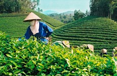 茶叶出口有望在2021年第二季度实现可观增长